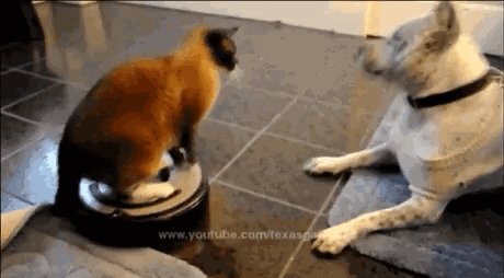 Dünya'yı Ele Geçirmeye Çalışan 11 Kedi 7